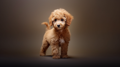 adorable Poodle puppy